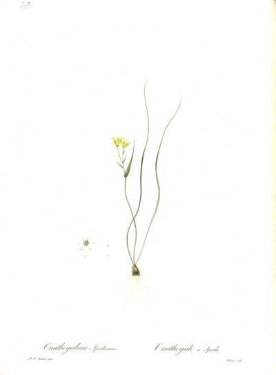 Illustration of Gagea spathacea (Orig. Ornithogalum spathaceum) by Pierre Joseph Redouté